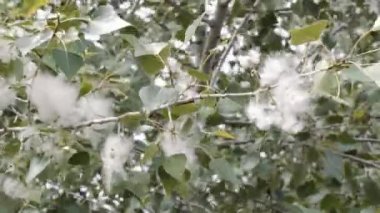 Dallarda kavak tüyü var. Şiddetli rüzgarda sallanıyor. Çok kaliteli görüntüler.