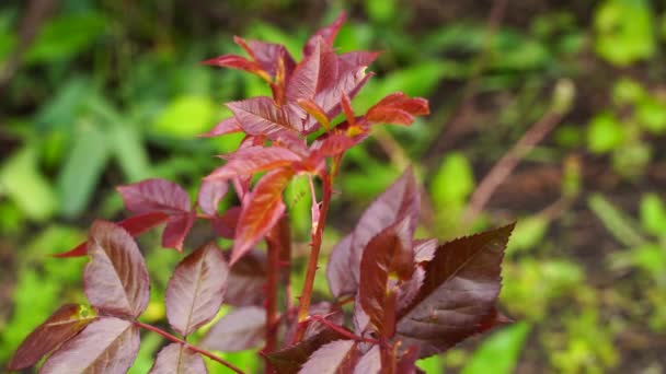 Hojas Rojas Rosa Vegetal Balanceándose Viento Imágenes Muy Alta Calidad — Vídeo de stock