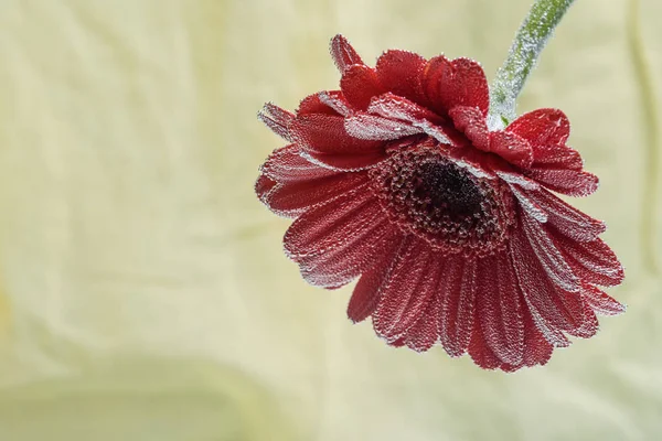 Pocztówka czerwony gerbera kwiat zbliżenie z wody spada. miękkie żółte tło — Zdjęcie stockowe