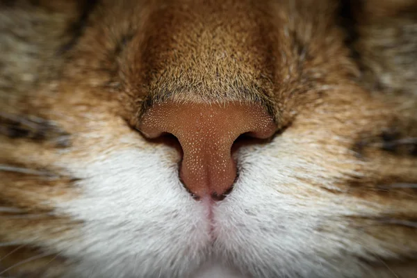 Nahaufnahme Porträt einer dreifarbigen Hauskatze im Atelier — Stockfoto