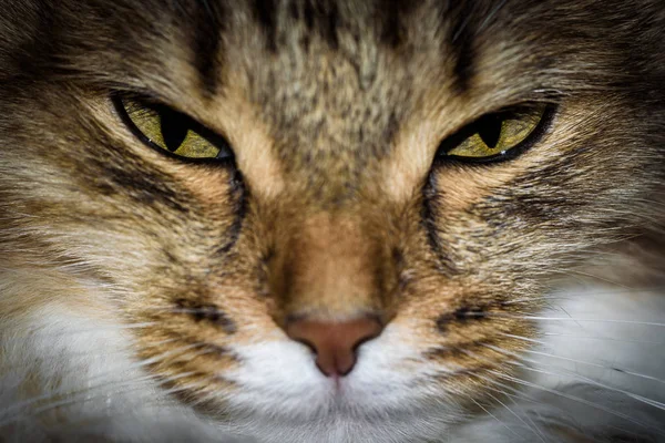 Close Up Portrait of a three colored Housecat in Studio — Stock Photo, Image