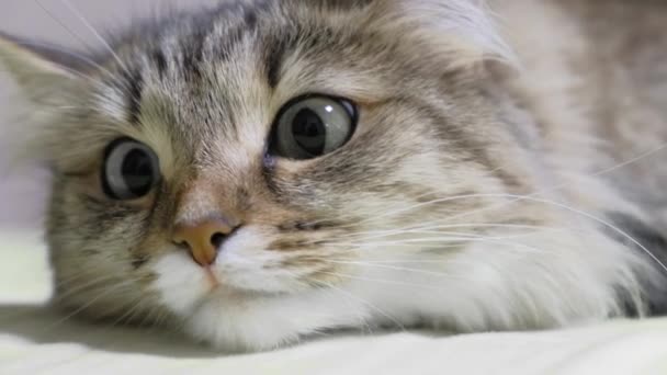 4К: Зеленые глаза котенка охотник. Лицо крупного плана. Макро — стоковое видео