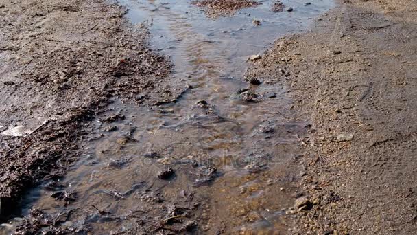 Der kriechende Bach fließt durch den Wald und mündet im zeitigen Frühling in den Fluss — Stockvideo