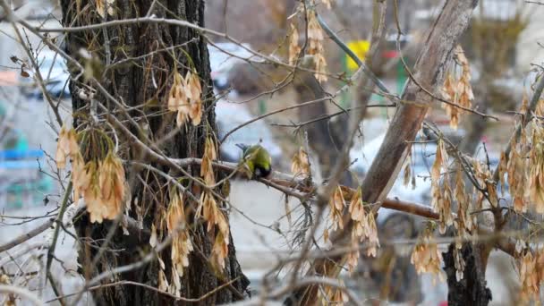 Pájaro amarillo en el árbol come — Vídeos de Stock