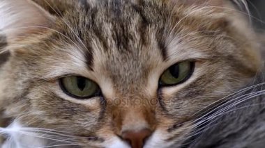 4k: yeşil gözlü kedicik avcı. Kedi yüz portre. Makro