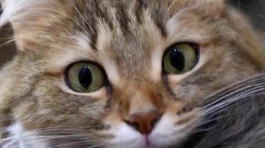 4k: yeşil gözlü kedicik avcı. Yüz portre. Makro