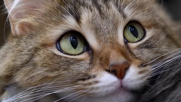 4K : Chasseur de chatons aux yeux verts. Gros plan sur le visage. Macro — Video