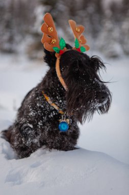İskoç teriyeri karda poz veriyor