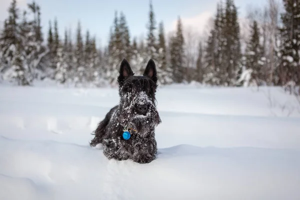 Scottish Terrier Posing Snow — Stock Photo, Image