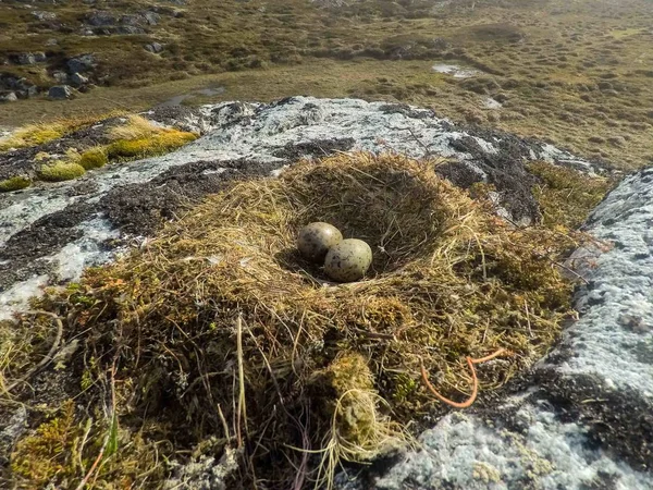 Eitjes Van Meeuwen Zitten Het Nest — Stockfoto