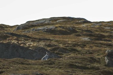 Vahşi tavşan kayalıklarda oturur.
