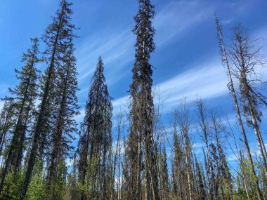 Mavi gökyüzünün arka planında eski bir orman
