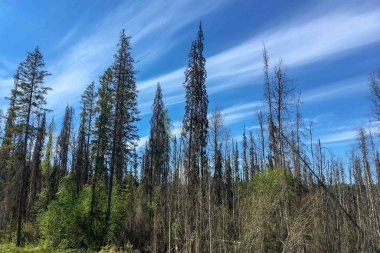 Mavi gökyüzünün arka planında eski bir orman