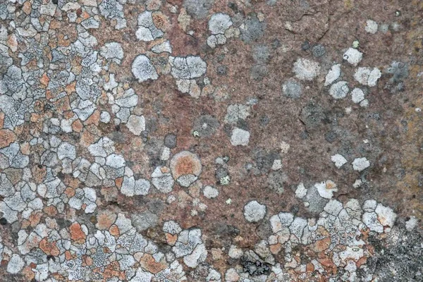 A textúra, a kő, zuzmó — Stock Fotó