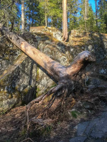 Bosque viejo en el fondo del cielo azul — Foto de Stock