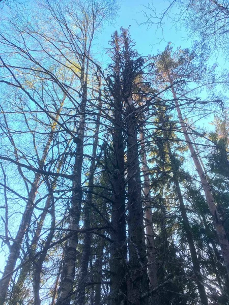 Bosque viejo en el fondo del cielo azul — Foto de Stock