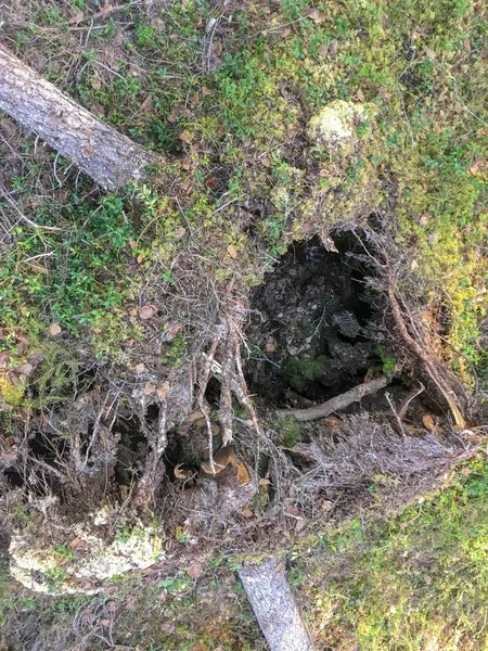 Alter Wald vor blauem Himmel — Stockfoto