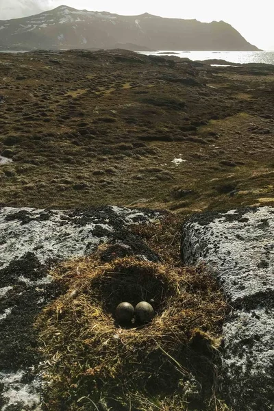 De eitjes van meeuwen zitten in het nest — Stockfoto