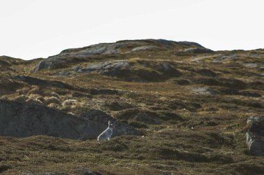 Vahşi tavşan kayalıklarda oturur.