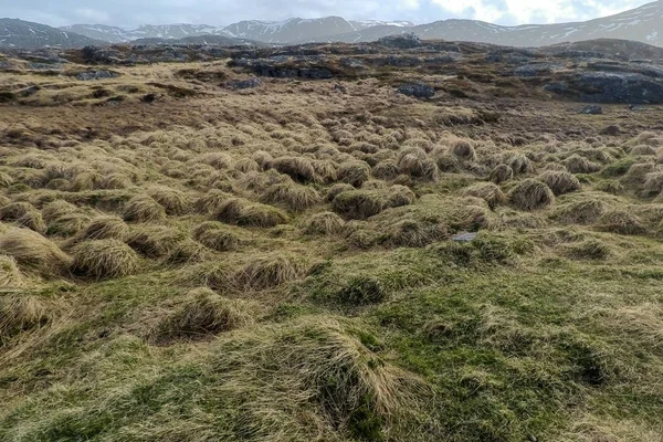 Gras bedekt de grond op een achtergrond van bergen — Stockfoto