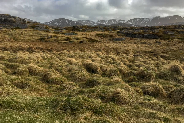 Gras bedekt de grond op een achtergrond van bergen — Stockfoto