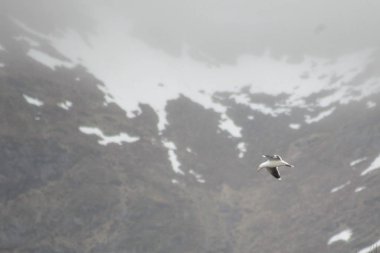 Kuşlar okyanusun ve dağların arka planında uçuyor.