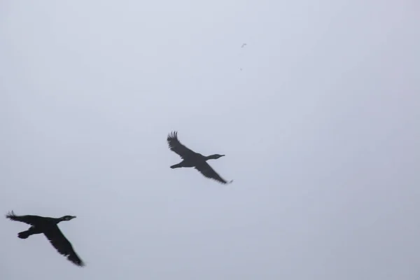 Fåglar som flyger i bakgrunden av havet och bergen — Stockfoto