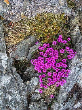 Çiçekler kayalıklarda açar