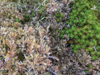 Alçak kuzey otları taşları kaplar.