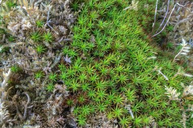 Alçak kuzey otları taşları kaplar.