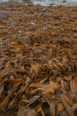 Deniz yosunu kıyıya vurmuş.