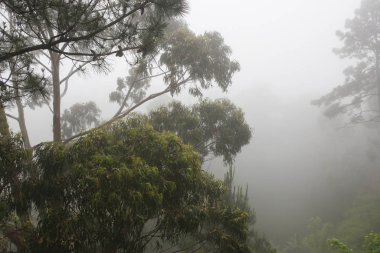 Yağmur ormanındaki ağaç üzümleri