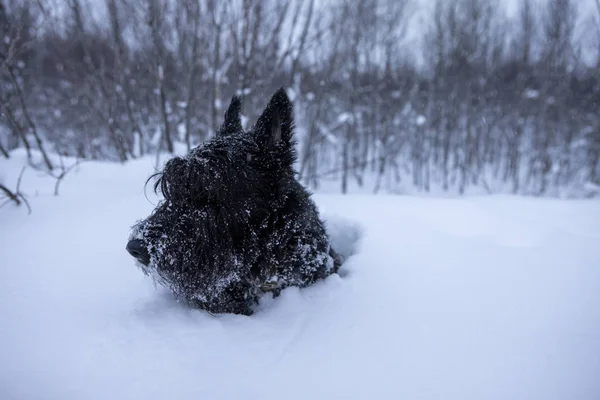 Czarny pies Scottish Terrier bawi się w śniegu. — Zdjęcie stockowe