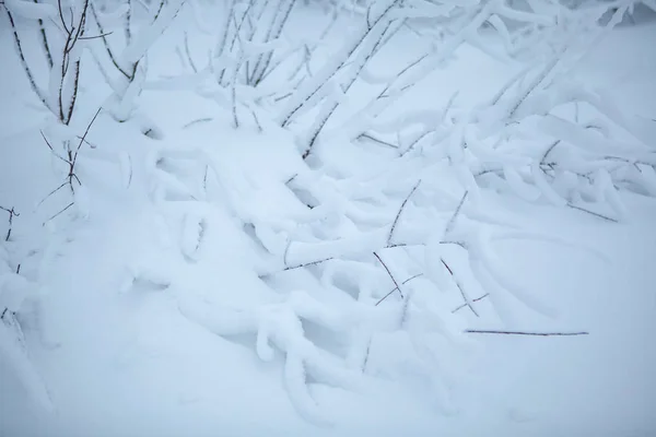 Blurred desenfocado nieve invierno bosque fondo — Foto de Stock