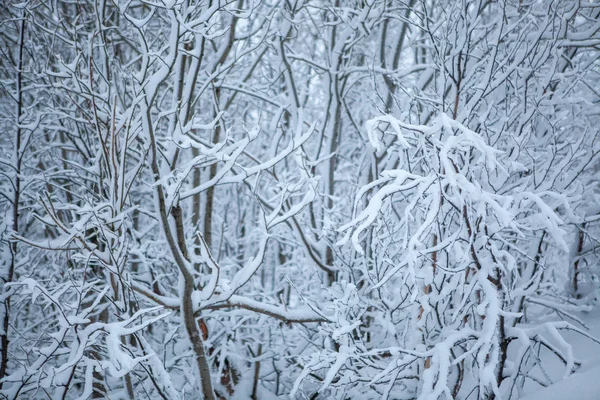 Blurred desenfocado nieve invierno bosque fondo — Foto de Stock