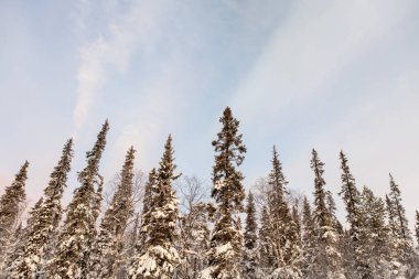 Şafak öncesi gökyüzünün arka planında kış ağaçları