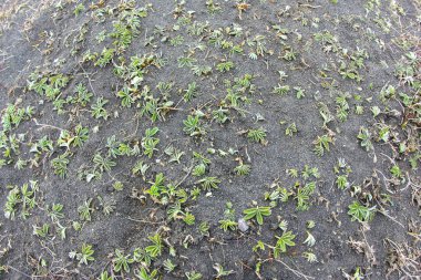 İzlanda 'daki siyah kumsal dokusu.