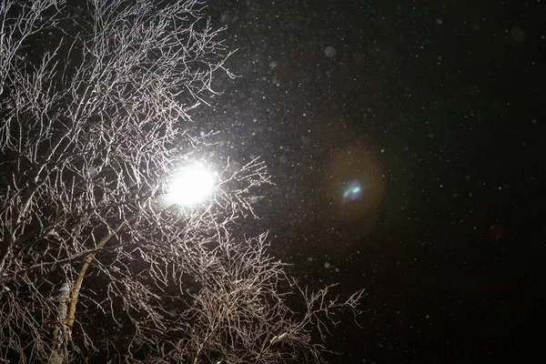 Ramas de árboles en la nieve en el fondo del cielo nocturno y las nevadas — Foto de Stock