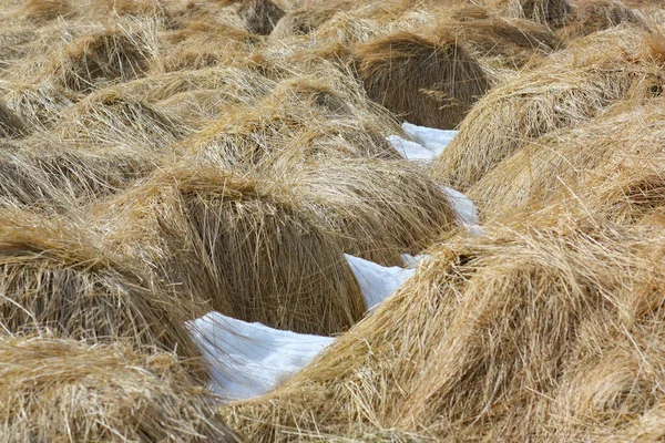 Hügel, bedeckt mit trockenem Gras und Schnee in Island — Stockfoto