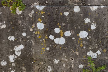 Texture of old concrete close up with moss. Creative background