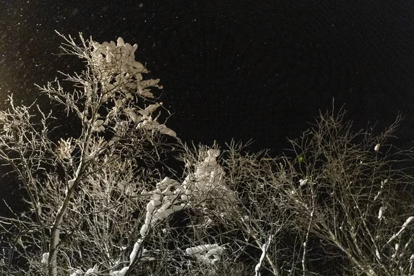 Ramas de árboles en la nieve en el fondo del cielo nocturno y las nevadas — Foto de Stock
