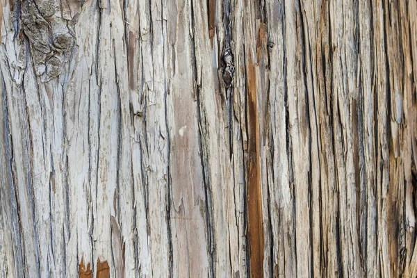 Struttura da vicino di un albero. Sfondo in legno — Foto Stock