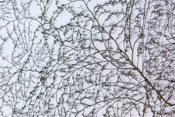 Ivy-covered wall without leaves in winter