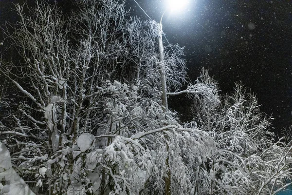 Callejón iluminado por linternas en el parque nocturno de invierno — Foto de Stock