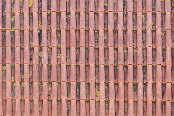 Gordelroos op het dak van het huis, close-up — Stockfoto