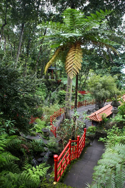 Güzel kıvırcık sarmaşıklı güzel yeşil bahçe — Stok fotoğraf