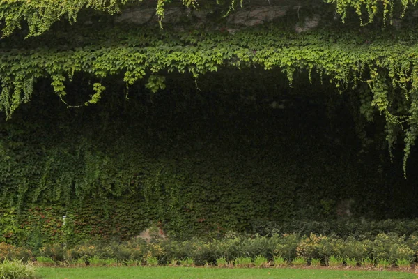 Όμορφο καταπράσινο κήπο με όμορφο σγουρό κισσό — Φωτογραφία Αρχείου