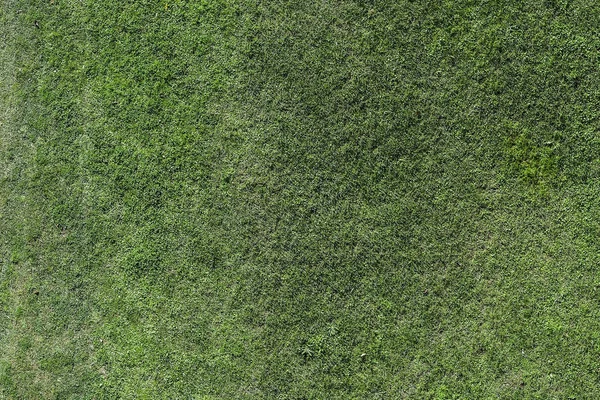 Фон с зеленой текстурой газона травы — стоковое фото