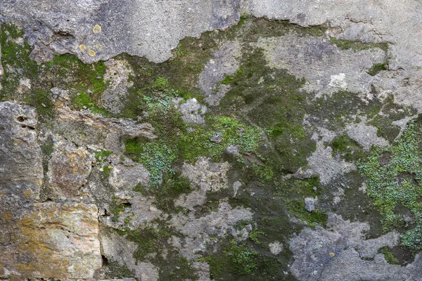 Vieux mur de béton avec de la mousse verte dessus. Vieux mur de béton avec mousse verte dessus — Photo