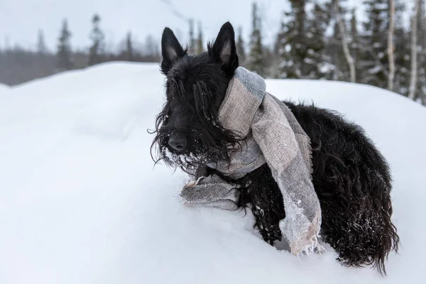 The frozen sad puppy of Scottish terrier sits in winter snow wrapped in a light scarf on a background of mountains